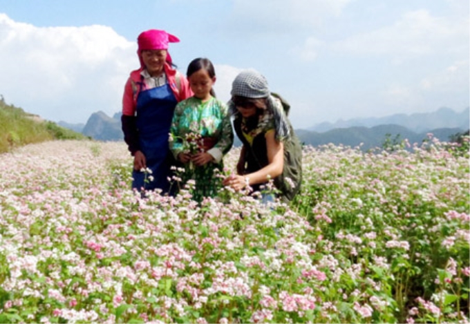 Mùa tam giác mạch. Ảnh: Báo Hà Giang